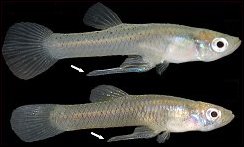 Gonopodium size divergence between predator regimes in lab-born fish