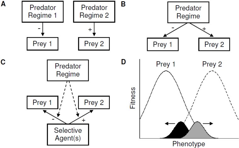 Predation Drives Divergent Natural Selection