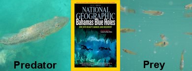 Predation in Bahamas Blue Holes