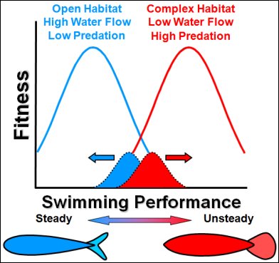 Divergent Natural Selection on Swimming Performance